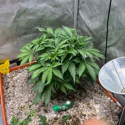 Pink Panama x chemdogging righty  growlog timeline photo