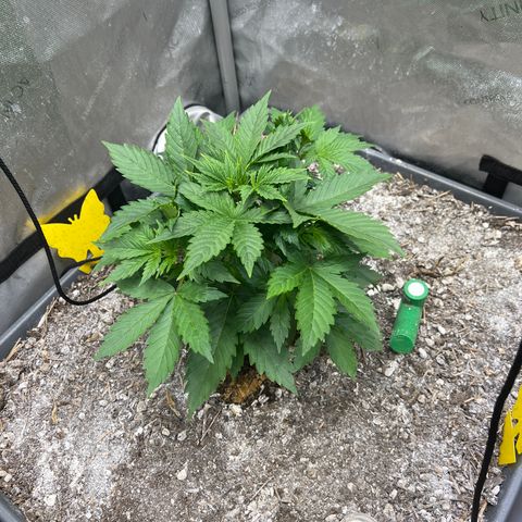 Pink panama x chemdogging  Lefty growlog timeline photo