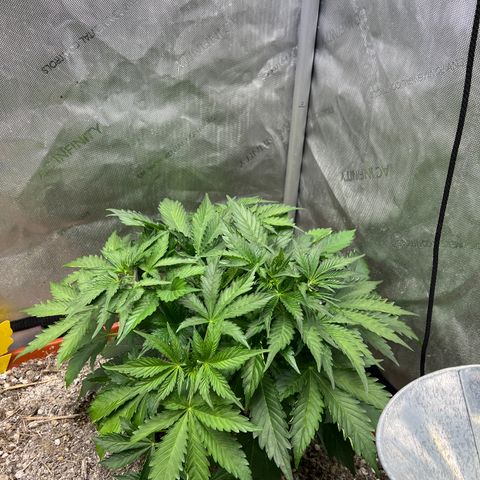 Pink Panama x chemdogging righty  growlog timeline photo