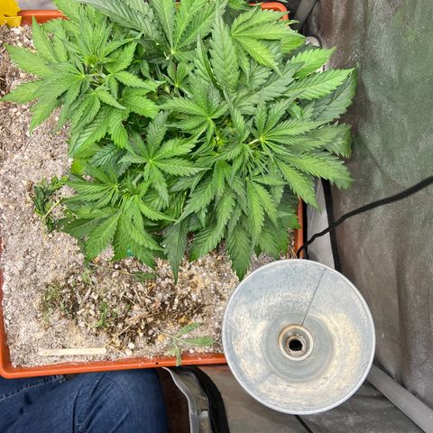 Pink Panama x chemdogging righty  growlog timeline photo