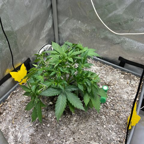 Pink panama x chemdogging  Lefty growlog photo: After defol
