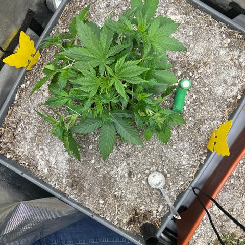 Pink panama x chemdogging  Lefty growlog photo: After defol