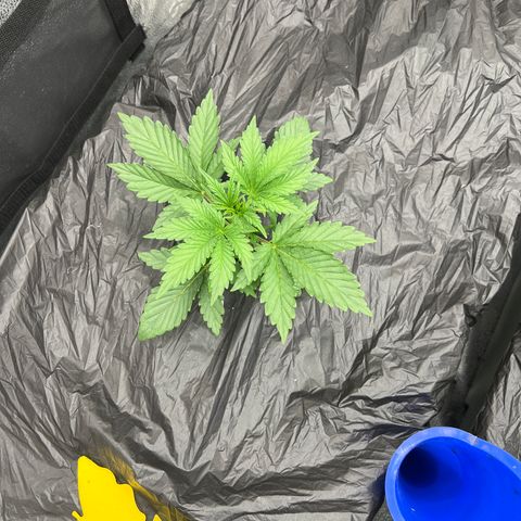 Mephisto’s Grape Crush Left growlog timeline photo