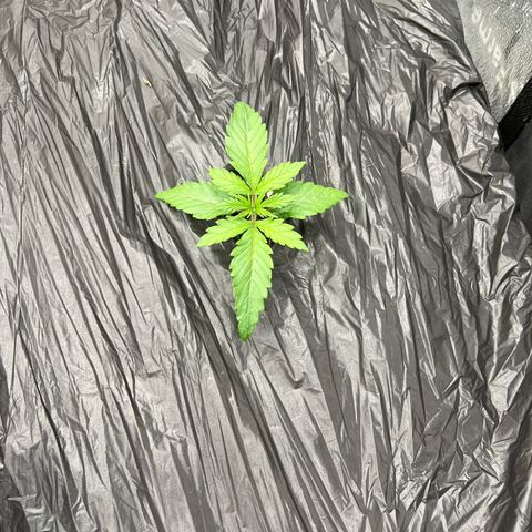 (Sour Stomper xFantasmo Express)Ripleys OG growlog timeline photo