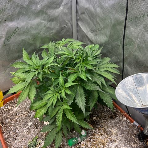 Pink Panama x chemdogging righty  growlog timeline photo