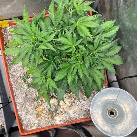 Pink Panama x chemdogging righty  growlog timeline photo