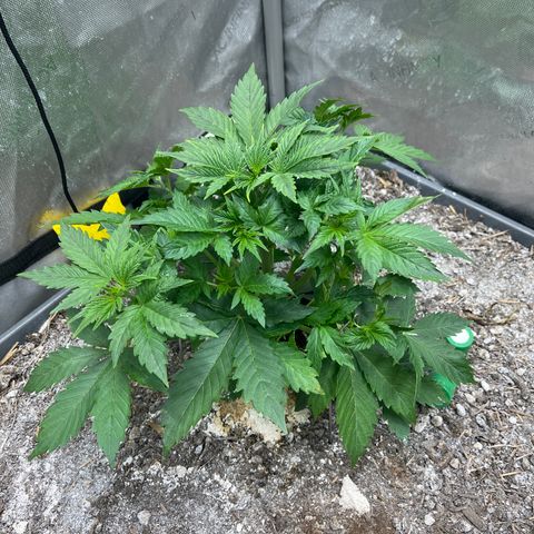 Pink panama x chemdogging  Lefty growlog timeline photo
