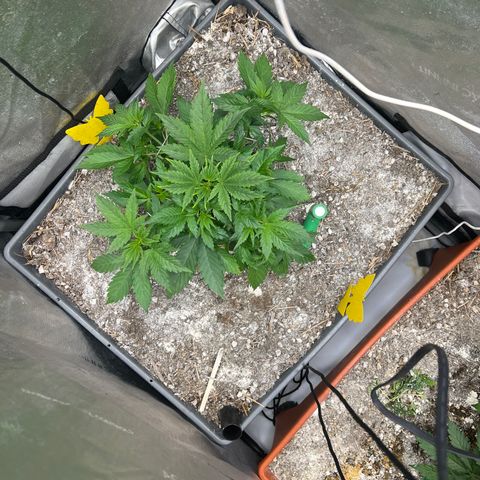 Pink panama x chemdogging  Lefty growlog timeline photo