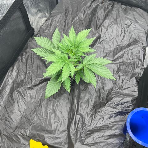 Mephisto’s Grape Crush Left growlog timeline photo