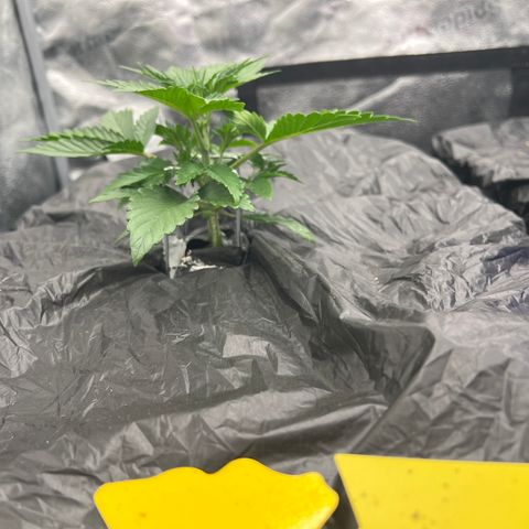 Mephisto’s Grape Crush Left growlog timeline photo