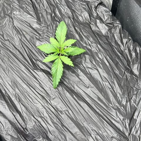 (Sour Stomper xFantasmo Express)Ripleys OG growlog timeline photo