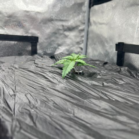 (Sour Stomper xFantasmo Express)Ripleys OG growlog timeline photo