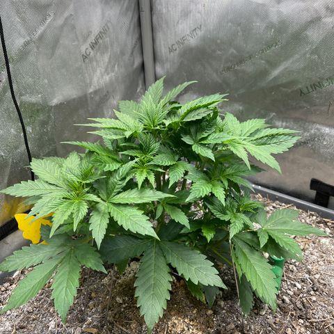 Pink panama x chemdogging  Lefty growlog timeline photo
