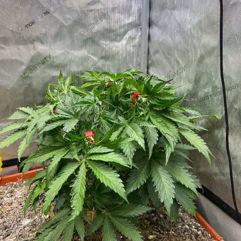 Pink Panama x chemdogging righty  growlog timeline photo