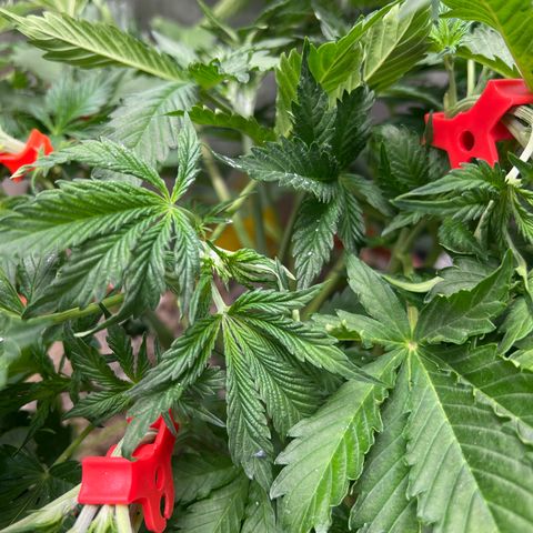 Pink Panama x chemdogging righty  growlog timeline photo