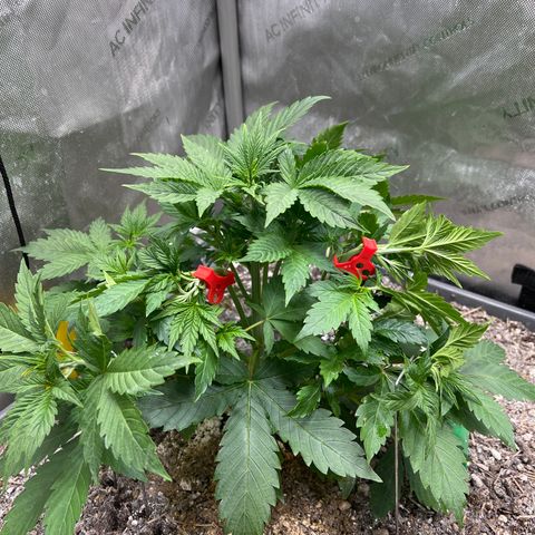 Pink panama x chemdogging  Lefty growlog timeline photo