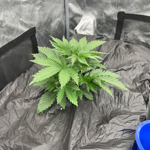 Mephisto’s Grape Crush Left growlog timeline photo