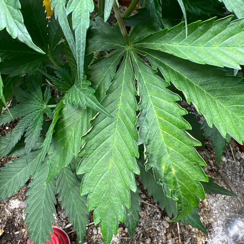 Pink Panama x chemdogging righty  growlog photo: Dead spots on a lower leaf and a few yellow on top. 