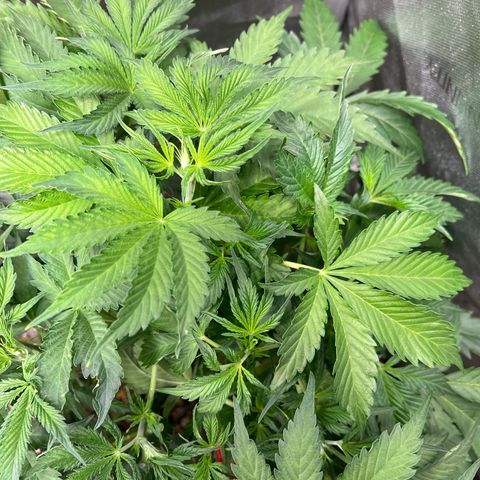 Pink Panama x chemdogging righty  growlog photo: Dead spots on a lower leaf and a few yellow on top. 