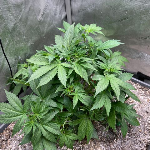 Pink panama x chemdogging  Lefty growlog timeline photo