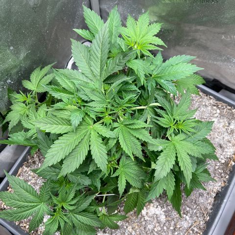 Pink panama x chemdogging  Lefty growlog timeline photo