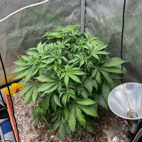 Pink Panama x chemdogging righty  growlog timeline photo