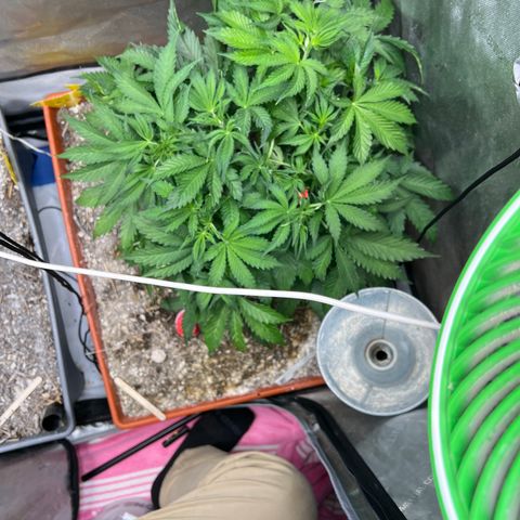 Pink Panama x chemdogging righty  growlog timeline photo