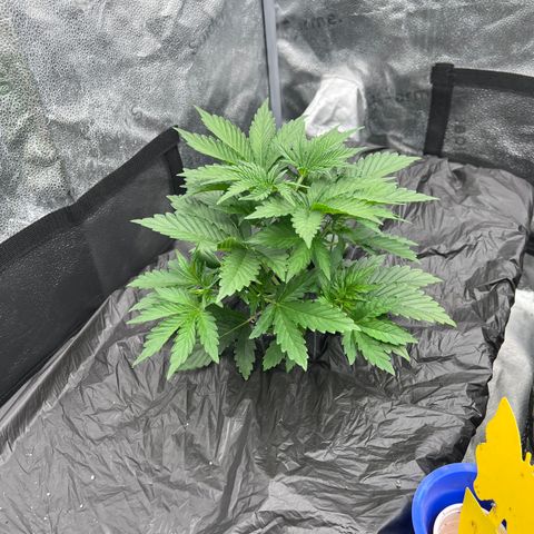 Mephisto’s Grape Crush Left growlog timeline photo