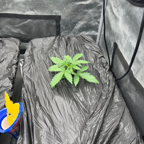 (Sour Stomper xFantasmo Express)Ripleys OG growlog timeline photo