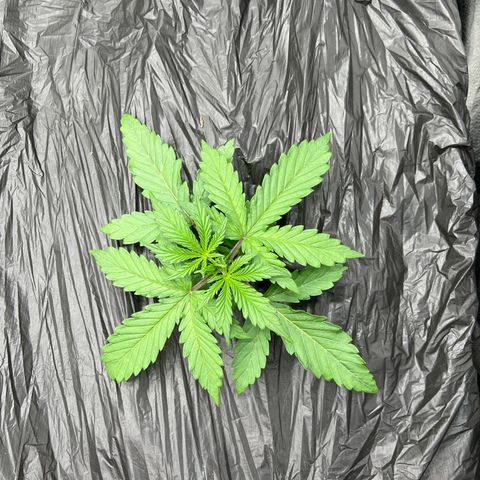 (Sour Stomper xFantasmo Express)Ripleys OG growlog timeline photo