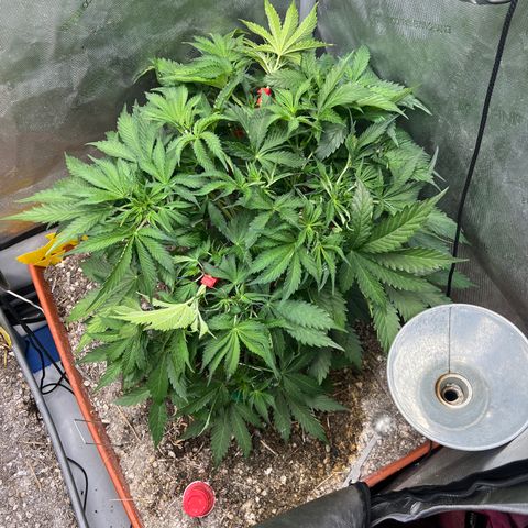 Pink Panama x chemdogging righty  growlog timeline photo