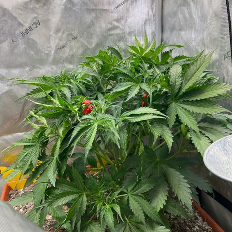 Pink Panama x chemdogging righty  growlog timeline photo