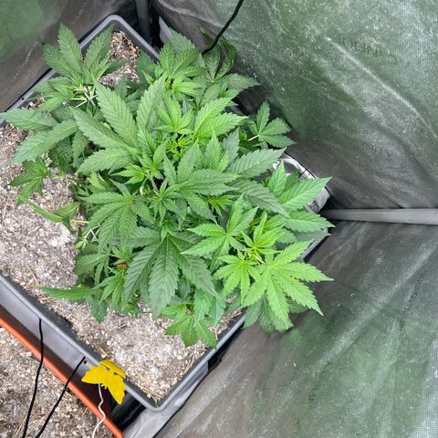 Pink panama x chemdogging  Lefty growlog timeline photo