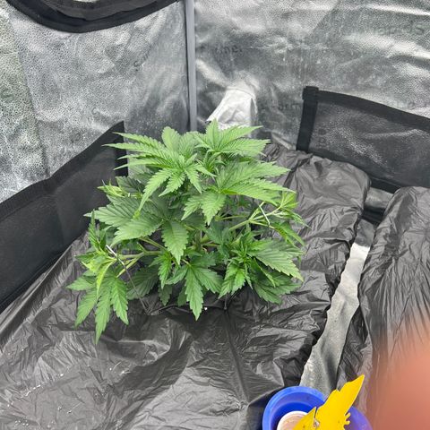 Mephisto’s Grape Crush Left growlog timeline photo