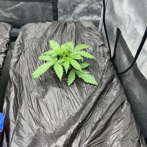 (Sour Stomper xFantasmo Express)Ripleys OG growlog timeline photo