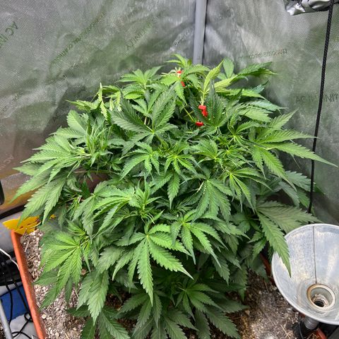 Pink Panama x chemdogging righty  growlog timeline photo