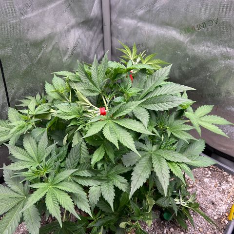 Pink panama x chemdogging  Lefty growlog timeline photo