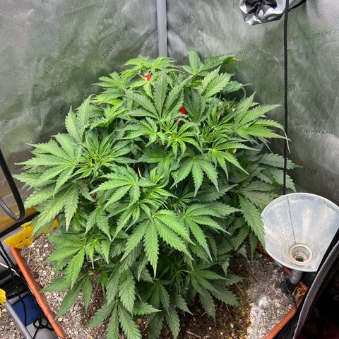 Pink Panama x chemdogging righty  growlog timeline photo