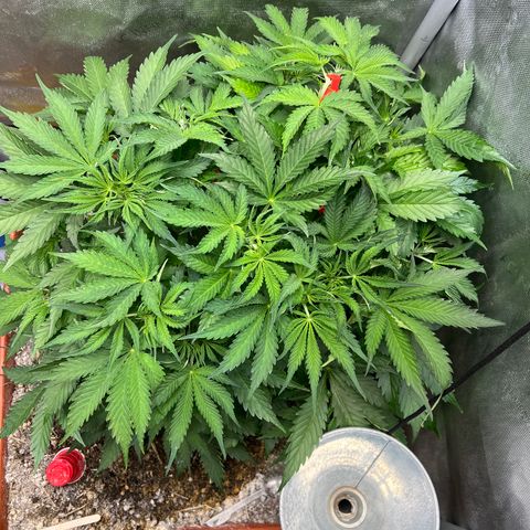 Pink Panama x chemdogging righty  growlog timeline photo