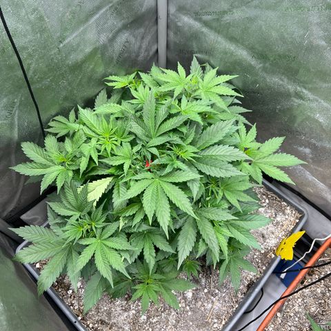 Pink panama x chemdogging  Lefty growlog timeline photo