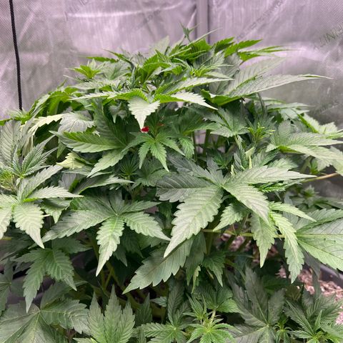 Pink panama x chemdogging  Lefty growlog timeline photo