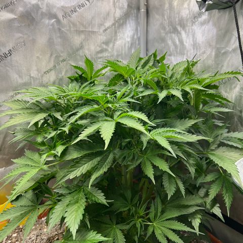 Pink Panama x chemdogging righty  growlog timeline photo