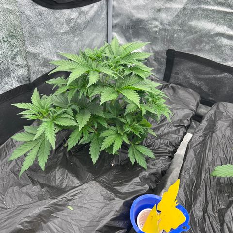 Mephisto’s Grape Crush Left growlog timeline photo