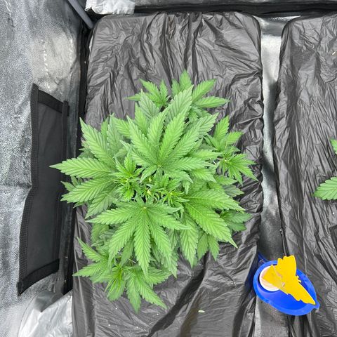 Mephisto’s Grape Crush Left growlog timeline photo