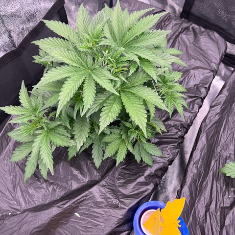 Mephisto’s Grape Crush Left growlog timeline photo