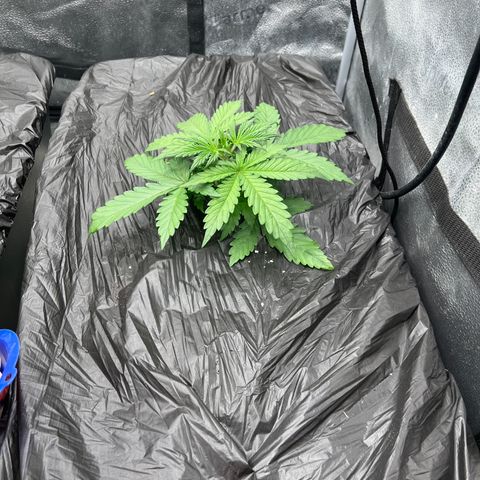 (Sour Stomper xFantasmo Express)Ripleys OG growlog timeline photo