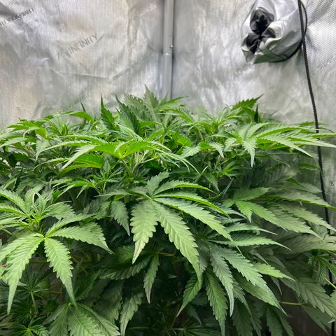 Pink Panama x chemdogging righty  growlog timeline photo