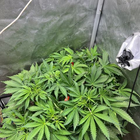 Pink Panama x chemdogging righty  growlog timeline photo