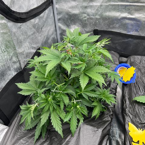 Mephisto’s Grape Crush Left growlog timeline photo