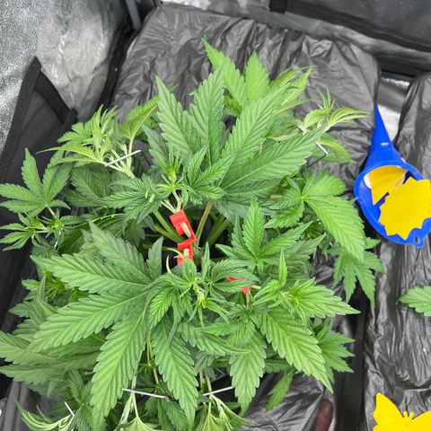 Mephisto’s Grape Crush Left growlog timeline photo